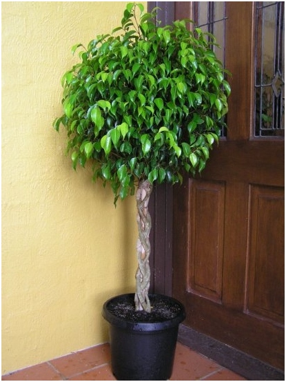 Ficus Care zu Hause 07