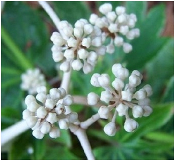 Japanische Fatsia: Home Care 02