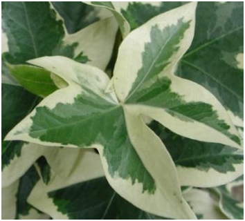 Japanische Fatsia: Home Care 03