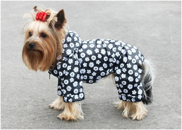 Jumpsuit für York und ein anderer Hund tun Sie selbst: Muster, Schritt-für-Schritt-Anweisungen 01