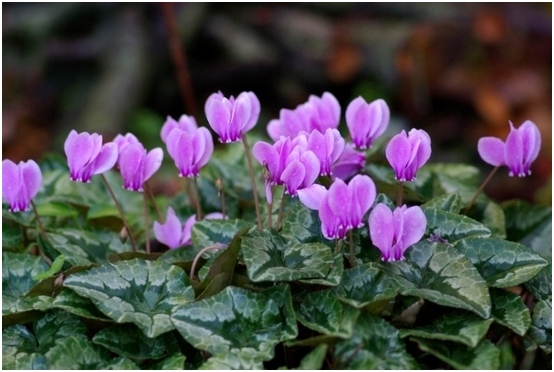 Gelbe Blätter Cyclamen: Was zu tun und wie man sich zu Hause kümmert?? 01