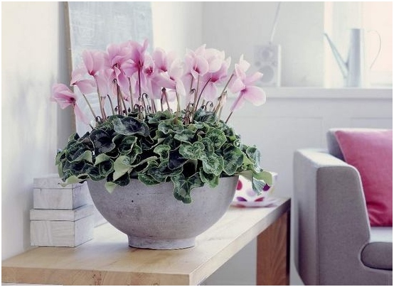 Gelbe Blätter Cyclamen: Was zu tun und wie man sich zu Hause kümmert?? 04