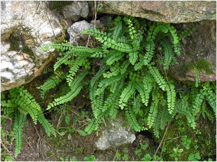 Farn Asplenium: Wachstum und Pflege 01