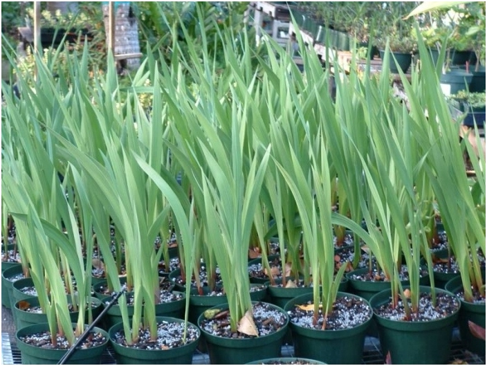 Wann und wie man Gladiolus pflanzen. Mehrfarbige hübsche Hände in Ihrem Garten! 03