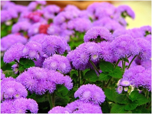 AGERATUM: Kultivierung von Samen. Wann soll Ageratum zum Samen säen?? 01