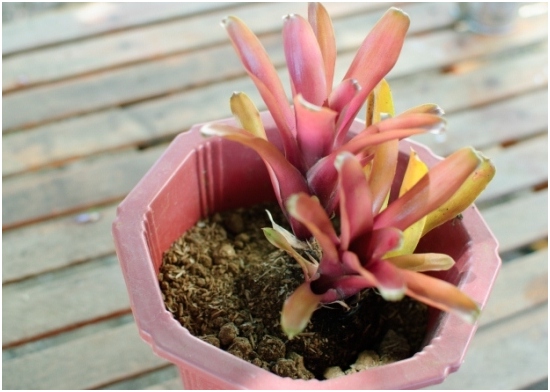 Bromelien: Pflege zu Hause 01