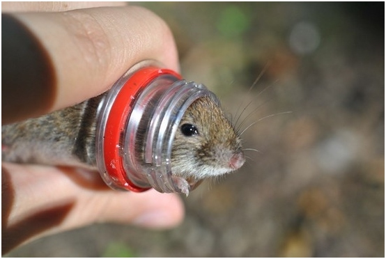 Beste Möglichkeiten, um eine Maus zu Hause zu fangen 02