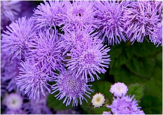 AGERATUM: Kultivierung von Samen. Wann soll Ageratum zum Samen säen?? 03