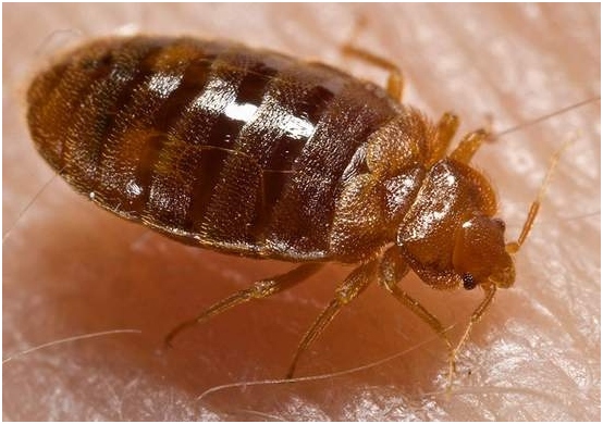 Blugs in der Wohnung: Wie man Parasiten auf einfache Weise loswerden? 01