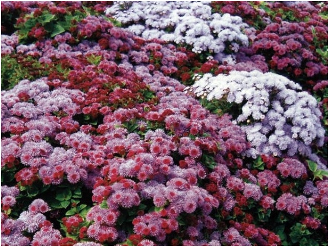 AGERATUM: Kultivierung von Samen. Wann soll Ageratum zum Samen säen?? 04