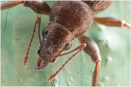 Bugs im Getreide: Wie man Schädlinge loswerden und warum sie kommen? 01