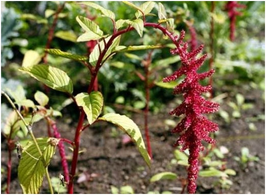 Amaranth: Kultivierung von Samen 01