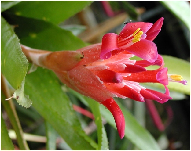 Bilbergia 01