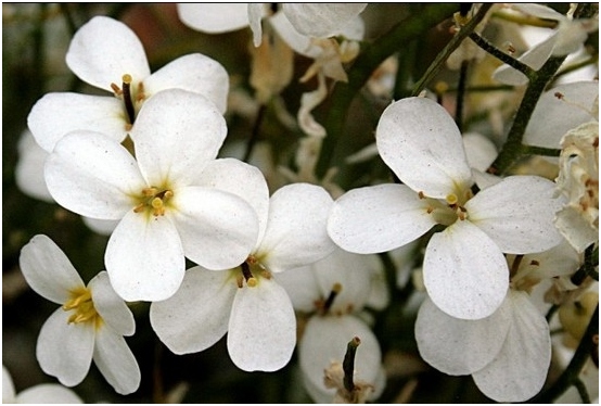 Arabis alpine: Wachsen von Samen, Pflanzen und Anpflanzen 01