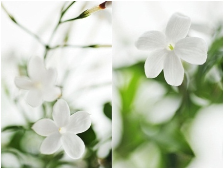 Wie kann man das Leben des Blumenstraußes verlängern?? 01