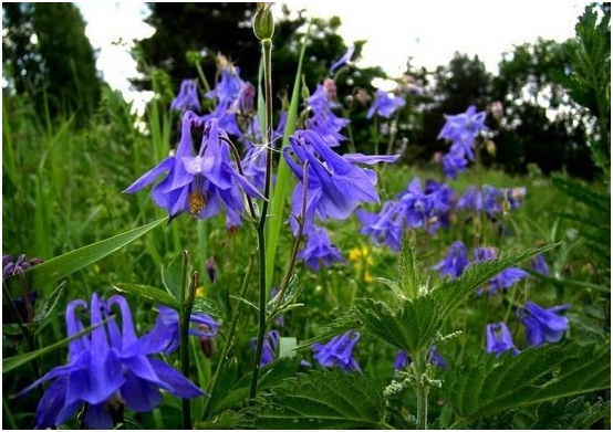 Akvilia: Wachsen von Samen, Landung und Blumenpflege 06