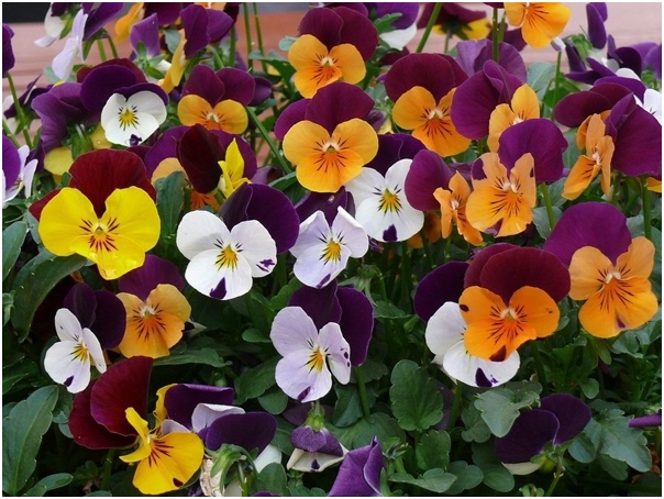 Pansies: Wachstum. Die besten Varianten der Stiefmütterchen mit Fotos 02