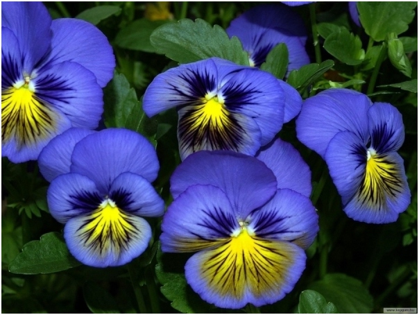 Pansies: Landung und Pflege. Anbau von Pansies von Samen 02