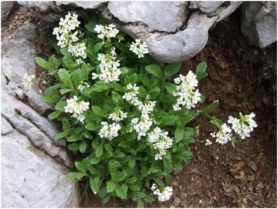 Arabis alpine: Wachsen von Samen, Pflanzen und Anpflanzen 02