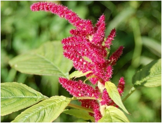 Amaranth: Kultivierung von Samen 04