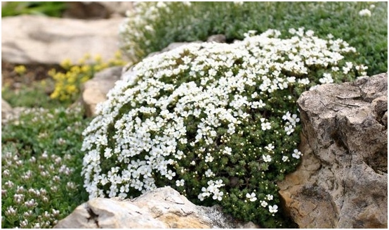 Arabis alpine: Wachsen von Samen, Pflanzen und Anpflanzen 03