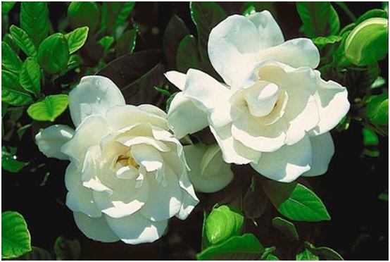 Schneewittchen Blüte von Gardenia 01