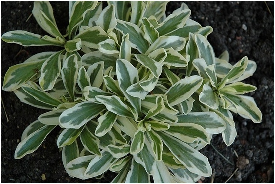 Arabis alpine: Wachsen von Samen, Pflanzen und Anpflanzen 04