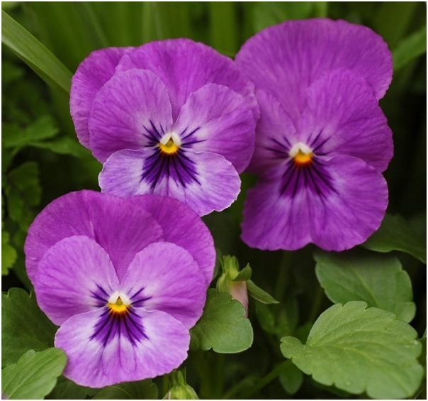 Pansies: Wachstum. Die besten Varianten der Stiefmütterchen mit Fotos 04