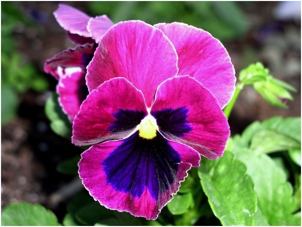 Pansies: Landung und Pflege. Anbau von Pansies von Samen 04