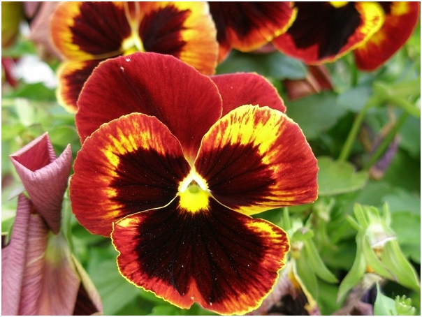 Pansies: Wachstum. Die besten Varianten der Stiefmütterchen mit Fotos 05