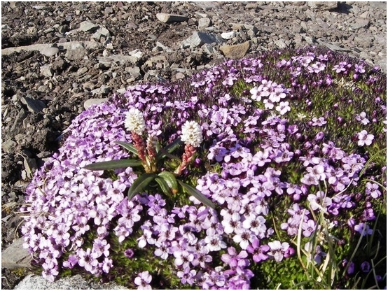 Arabis alpine: Wachsen von Samen, Pflanzen und Anpflanzen 05