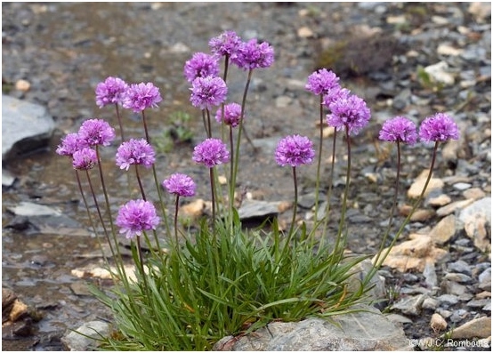 Armeria Primorskaya: Wachsen von Samen, Landung und Pflege 04