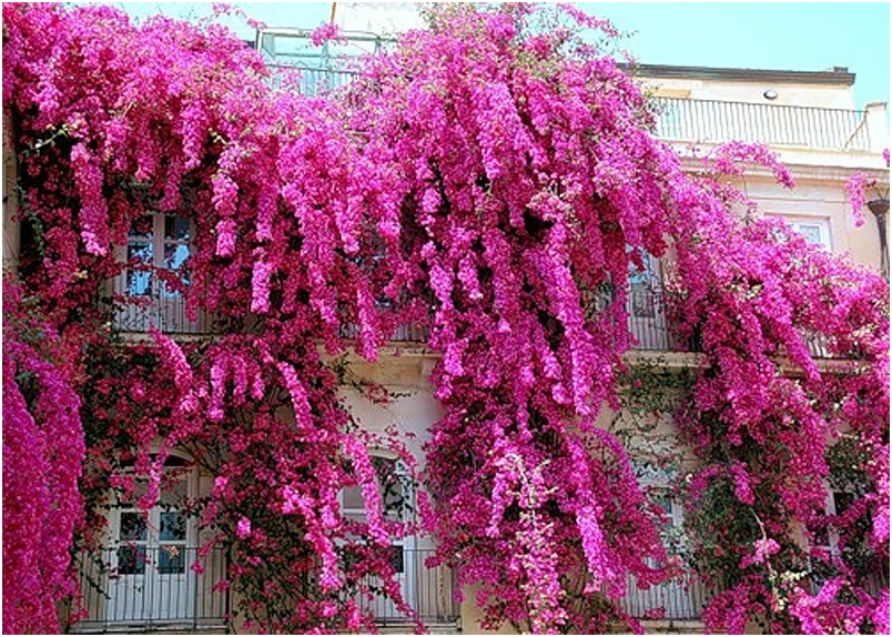 Bougainvillea: Home Care 01