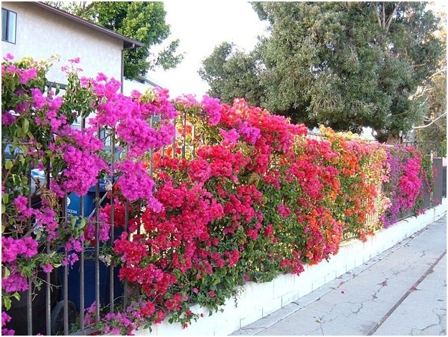 Bougainvillea: Home Care 02