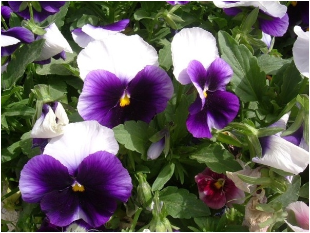 Pansies: Landung und Pflege. Anbau von Pansies von Samen 15