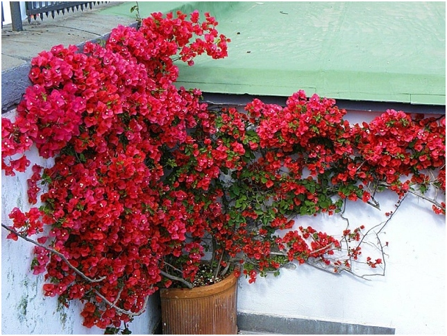 Bougainvillea: Home Care 03