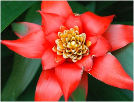 Bromelien: Pflege zu Hause 02