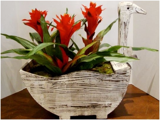 Bromelien: Pflege zu Hause 03