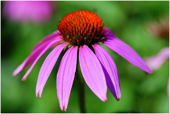 Echinacea: Anbau von Samen, Pflanzenpflege-Feinheiten 01