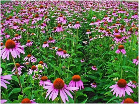 Echinacea: Anbau von Samen, Pflanzenpflege-Feinheiten 02