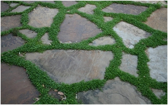 Dichondra: Wachstum von Samen verschiedener Pflanzensorten 07