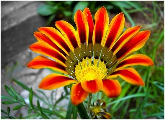 Gazania: Wachsen und Pflege zu Hause 01