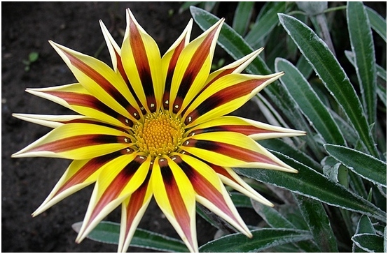 Gazania: Wachsen und Pflege zu Hause 02