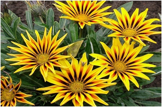 Gazania: Wachsen und Pflege zu Hause 03