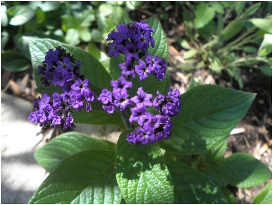 Heliotrope: Wachstum, Foto der Originalblume 03