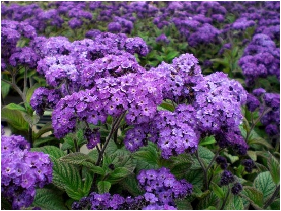 Heliotrope: Wachstum, Foto der Originalblume 04