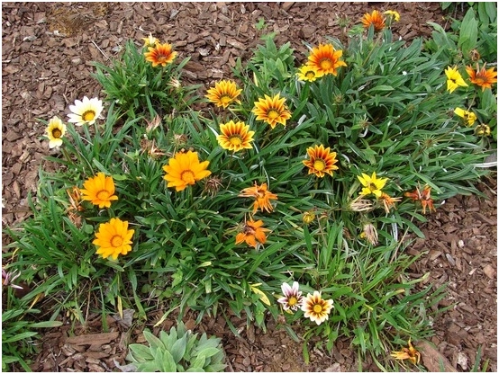 Gazania: Wachsen und Pflege zu Hause 05