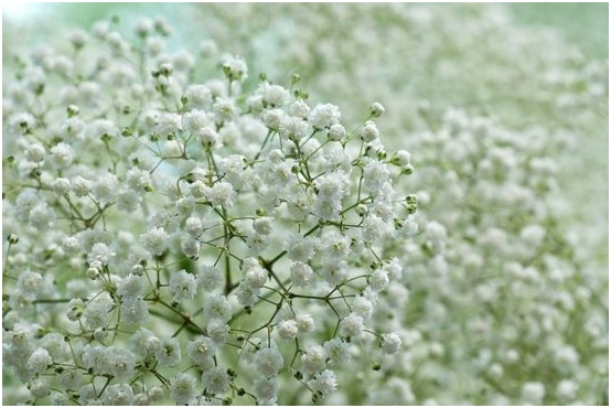 Gypsophila: Wachstum von Samen, Blumenpflege 02