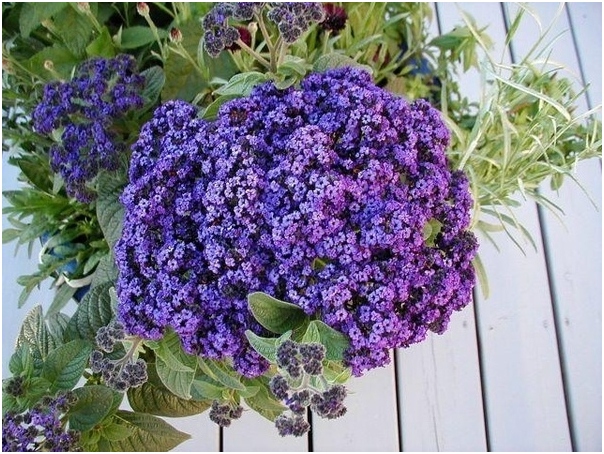 Heliotrope: Wachstum, Foto der Originalblume 06