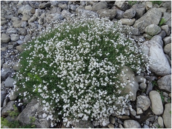 Gypsophila: Wachstum von Samen, Blumenpflege 03